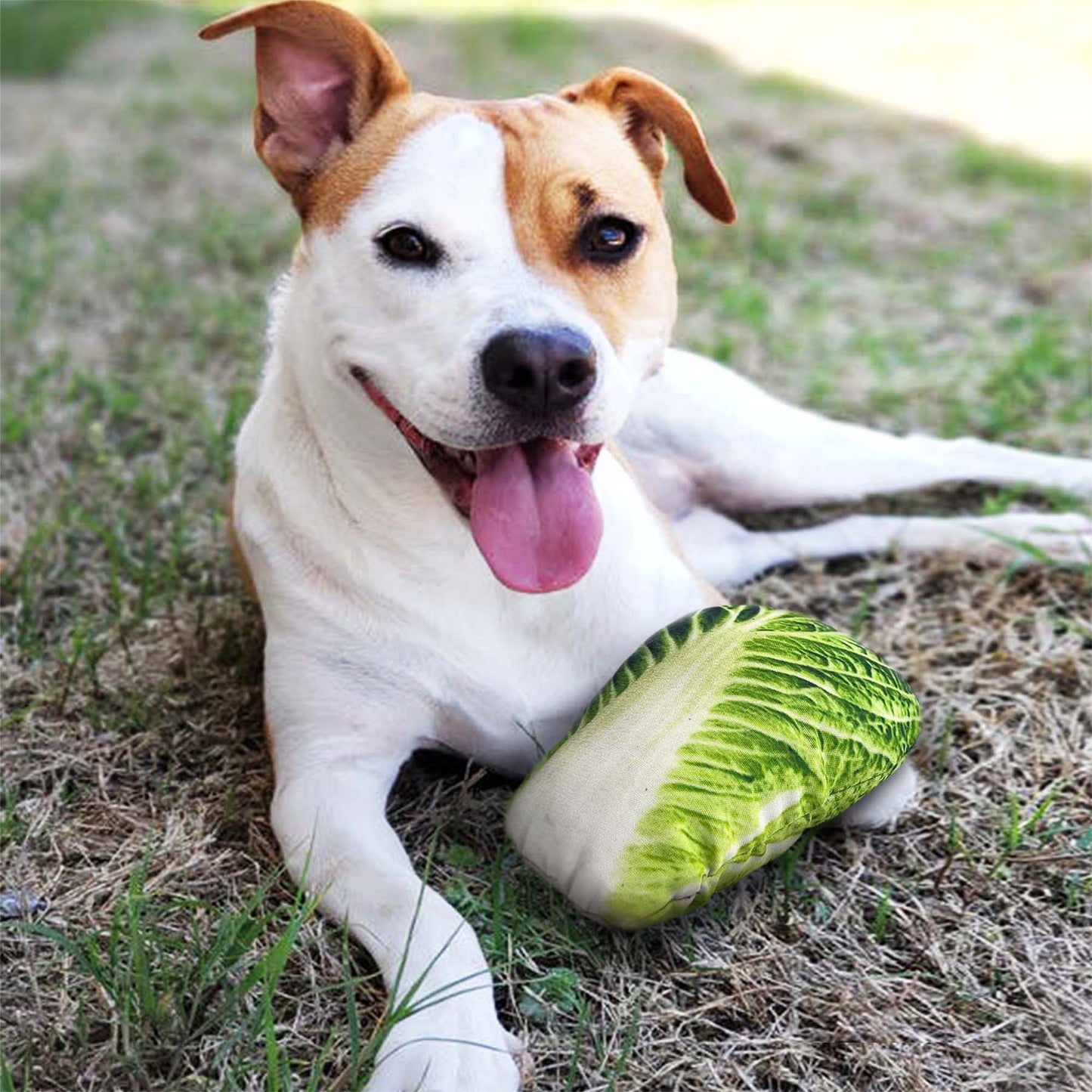 4 PACK DOG SQUEAKY TOYS REALISTIC VEGETABLE SHAPE - CORN/BROCCOLI/CABBAGE/CUCUMBER