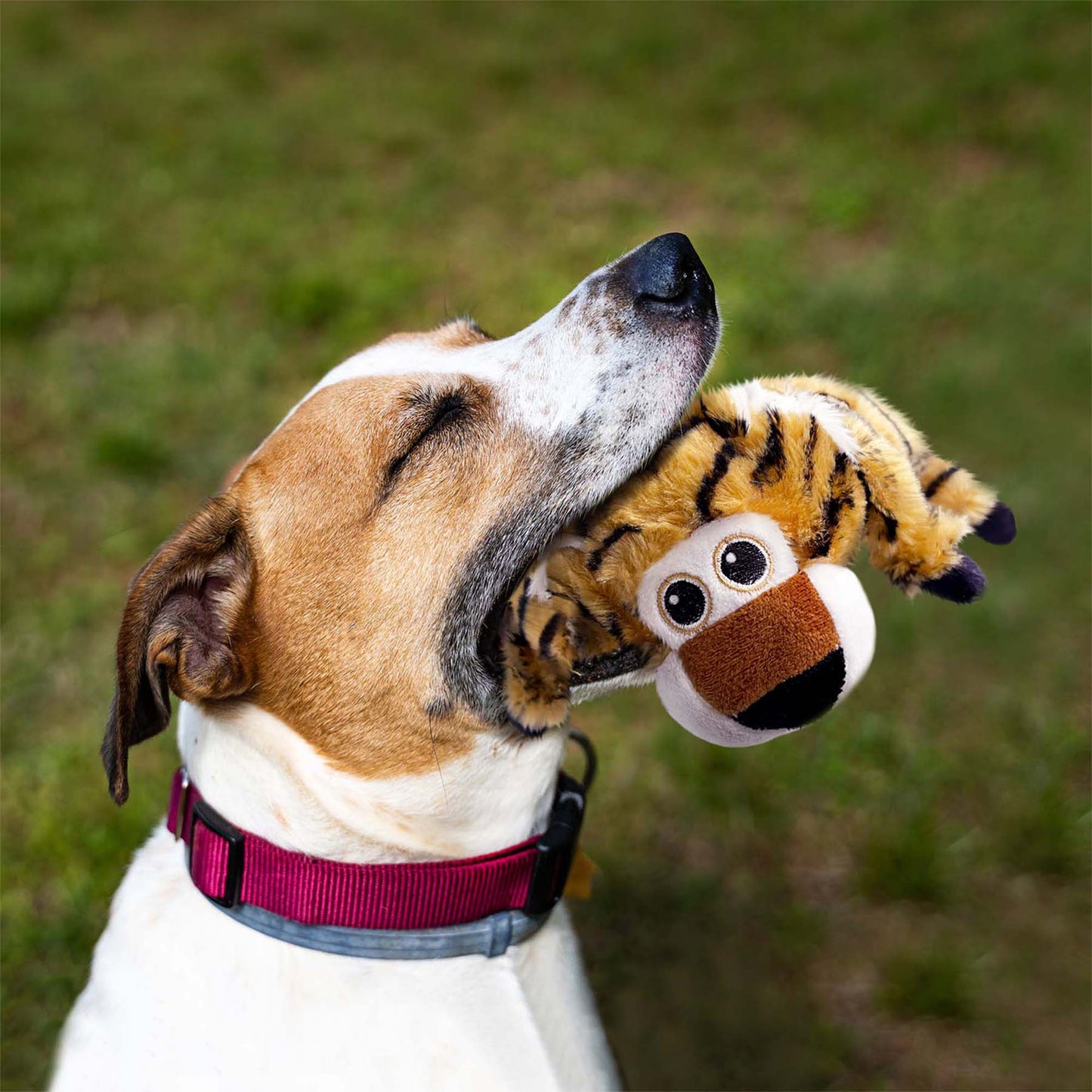 FLAT SQUEAKY ANIMAL PLUSH PET TOY - TIGER